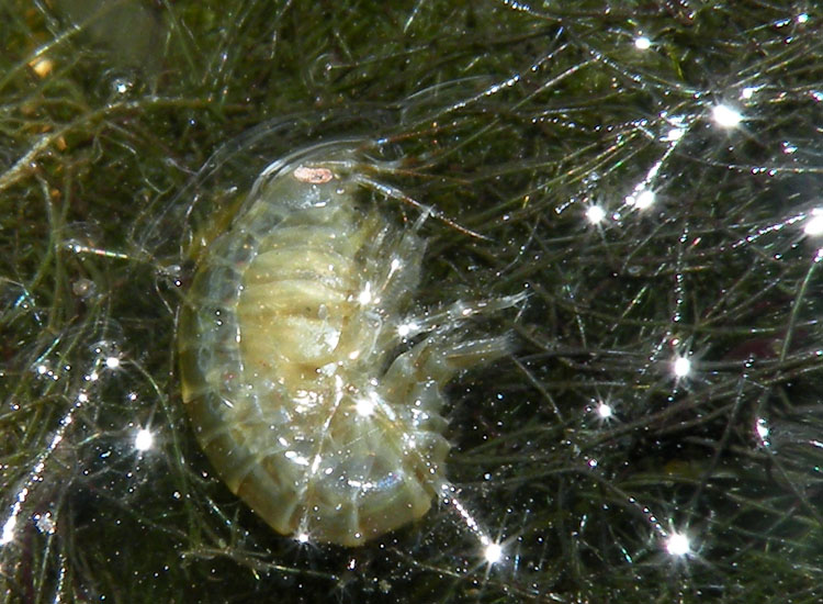 Crostacei dalle Saline di Cervia